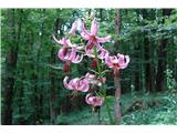 Turška lilija (Lilium martagon)