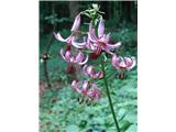 Turška lilija (Lilium martagon)