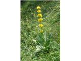 Bratinski ali zrasloprašnični svišč ali košutnik (Gentiana lutea subsp. symphyandra)