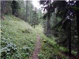 End of road on Pokljuka - Viševnik