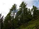 End of road on Pokljuka - Viševnik