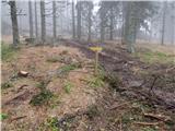 Mislinjski graben (Pestotnik) - Ostruščica