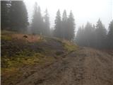 Mislinjski graben (Pestotnik) - Ostruščica