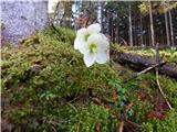 Selski most - Planina Prihod