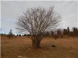 Stražišče - Leskovica (above Stražišče)