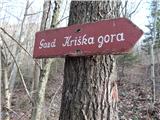Tržič - Planica (Paragliding site Gozd)