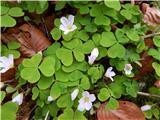 Navadna zajčja deteljica (Oxalis acetosella)