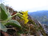 Primula auricula