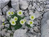 Julijski mak (Papaver alpinum ssp. ernesti-mayeri)