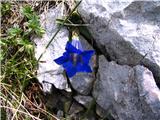 Trumpet Gentian (Gentiana clusii)