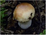 Jesenski goban (Boletus edulis)