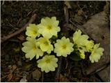 Navadni jeglič ali trobentica (Primula vulgaris)