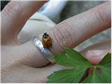 Ladybird (Anatis ocellata)