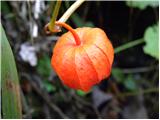 Physalis alkekengi