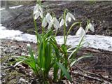 Mali zvonček (Galanthus nivalis)