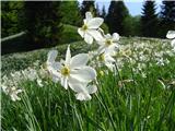 Poet's Narcissus (Narcissus poeticus radiiflorus)