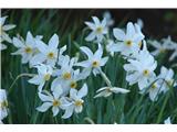 Poet's Narcissus (Narcissus poeticus radiiflorus)