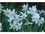 Narcissus poeticus radiiflorus