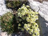 Saxifraga squarrosa