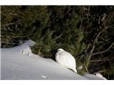 Rock ptarmigan (Lagopus mutus)