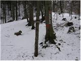 Begunje - Tomčeva koča na Poljški planini