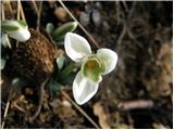 Snowdrop (Galanthus nivalis)