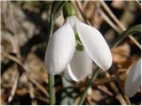 Snowdrop (Galanthus nivalis)