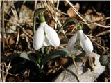 Mali zvonček (Galanthus nivalis)