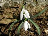 Snowdrop (Galanthus nivalis)