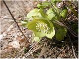 Blagodišeči teloh (Helleborus odorus)