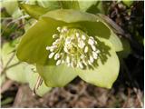 Blagodišeči teloh (Helleborus odorus)