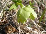 Blagodišeči teloh (Helleborus odorus)