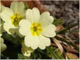 Navadni jeglič ali trobentica (Primula vulgaris)