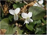 White Violet (Viola alba)