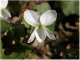 Bela vijolica (Viola alba)