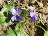 Dišeča vijolica (Viola odorata)
