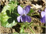 Dišeča vijolica (Viola odorata)