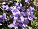 Dišeča vijolica (Viola odorata)