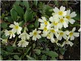 Navadni jeglič ali trobentica (Primula vulgaris)