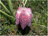 Močvirski tulipan (Fritillaria meleagris)