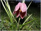 Močvirski tulipan (Fritillaria meleagris)