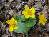 Kingcup (Caltha palustris)