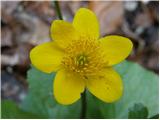 Kingcup (Caltha palustris)