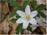 Podlesna vetrnica (Anemone nemorosa)