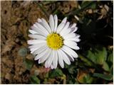 Common Daisy (Bellis perennis)