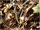 Horvath's Rock Lizard (Iberolacerta horvathi)