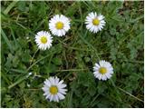 Navadna marjetica (Bellis perennis)