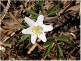 European thimbleweed (Anemone nemorosa)