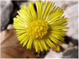 Coltsfoot (Tussilago farfara)