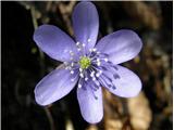 Navadni jetrnik (Hepatica nobilis)